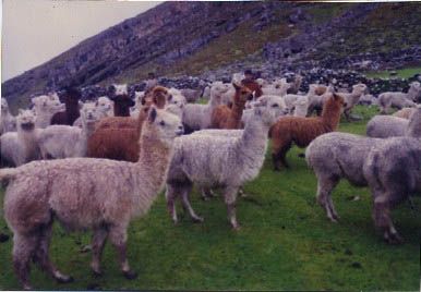 Canchabamba sus Habitantes y sus costumbres